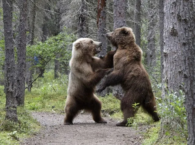 Bears Fighting on Road by Shogo Asao