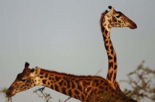 Giraffes are seen in the Naboisho Conservancy adjacent to the Masai Mara National Reserve in Kenya October 6, 2014. Picture taken on October 6, 2014. (Photo by Goran Tomasevic/Reuters)
