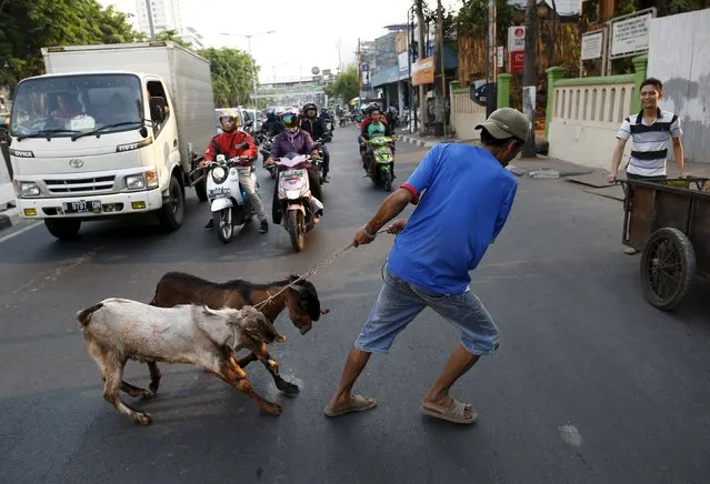 Goats are led across a busy street after they were purchased from a makeshift livestock market ahead of the Eid al-Adha festival in Jakarta September 23, 2015. (Photo by Darren Whiteside/Reuters)