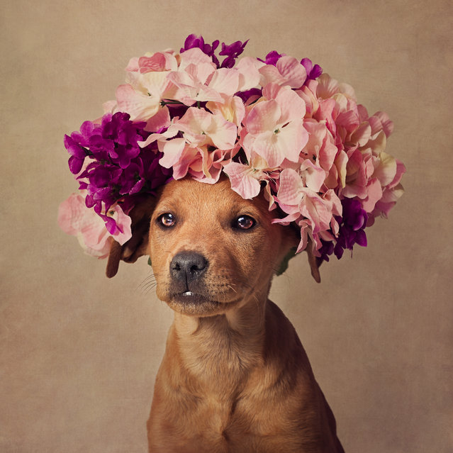 Rescued dog seen wearing a beautiful colourful flower headdress, in Arkansas, United States. (Photo by Tammy Swarek/Barcroft Images)