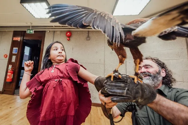 Navya Pastagiya age 7 from Castletroy Limerick meets a Harris Hawk pictured at Animal Magic as part of Science Week Ireland in University of Limerick on November 12, 2022, part of their week long programme. (Photo by Brian Arthur/The Irish Times)