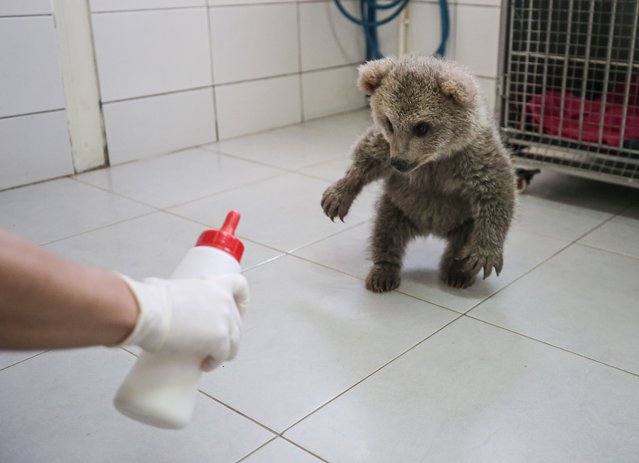Two bear cubs, found by citizens in Karabuk and Bingol districts of Yenice, are being carefully cared for at the Celal Acar Wildlife Rescue and Rehabilitation Center in Bursa, Turkiye on April 17, 2025. (Photo by Fatih Capkin/Anadolu via Getty Images)