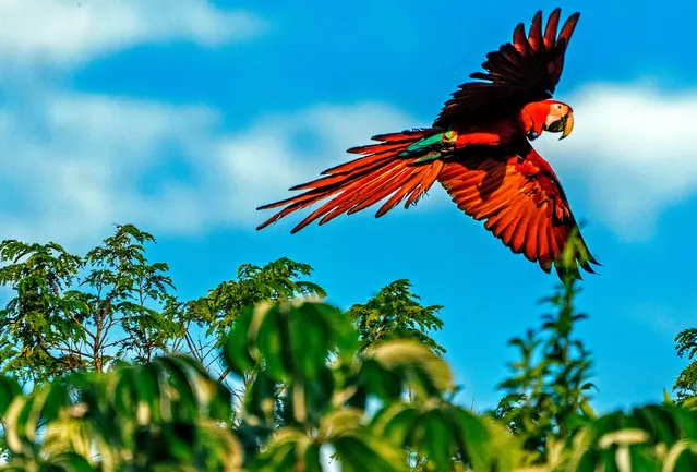 Handout picture released by the Rewilding Argentina Foundation showing a red macaw of five that were freed at the Ibera National Park, near Ituzaingo, Corrientes province, Argentina, on June 28, 2020, as part of a project to recover native species. The red macaw has been extinct in the province for the last 100 years. (Photo by Rewilding Argentina/AFP Photo)