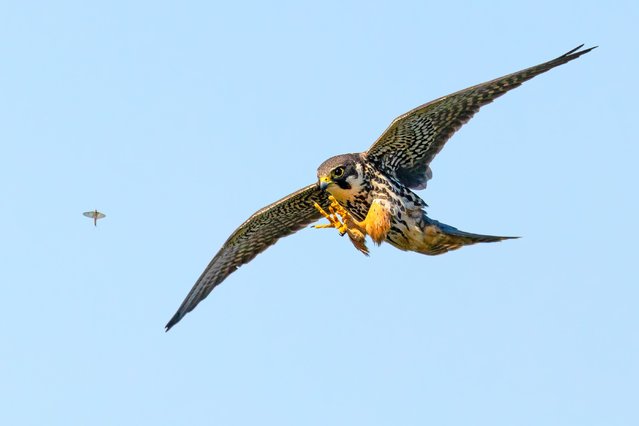 A Eurasian hobby falcon catches mayflies on Staines Moor in Surrey, UK in the second decade of May 2025. (Photo by Jon Hawkins/Solent News & Photo Agency)