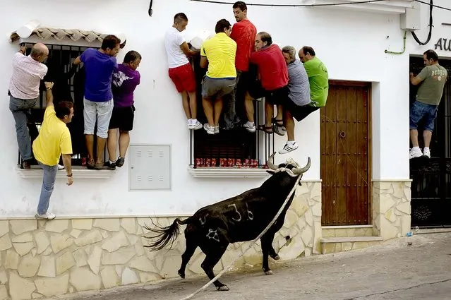 People try to avoid a bull during the festival of the bull rope in the streets of Villaluenga del Rosario, Spain. (Photo by Jorge Guerrero/AFP Photo)