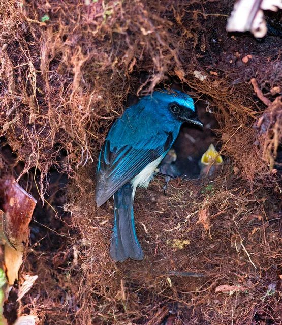This undated handout picture released on August 24, 2020 by the USGS, Montana Cooperative Wildlife Research Unit shows an indigo flycatcher (Eumyias indigo) at nest in Kinabalu Park in Sabah, Malaysia. Songbirds in tropical rainforests curtail their reproduction to help them survive droughts, according to a study on August 24, 2020. Species with longer lifespans were better able to cope with this environmental volatility than previously thought, researchers found. (Photo by Thomas E. Martin/USGS, Montana Cooperative Wildli/AFP Photo)