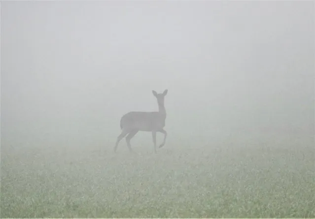 Roaming deer in the mist in farmers’ fields at first light. Seasonal weather, Dunsden, Oxfordshire, United Kingdom on November 14, 2022. (Photo by Geoffrey Swaine/Rex Features/Shutterstock)