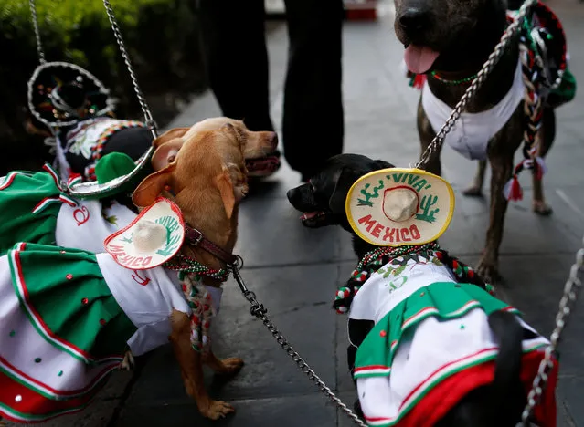 Dogs in traditional outfits are pictured near the Zocalo square, before the “Cry of Independence” ceremony to mark the 206th anniversary of the day rebel priest Manuel Hidalgo set the path to independence in Mexico City, Mexico September 15, 2016. (Photo by Carlos Jasso/Reuters)