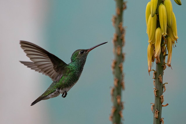 A hummingbird in flight in Maturin, Venezuela, 07 June 2025. (Photo by Ronald Peña R/EPA)