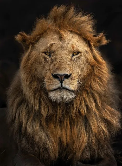 Portrait of Olobor by Marina Cano, Spain. It was late afternoon when Marina found Olobor resting. He is one of the famous five-strong coalition of males in the Black Rock pride in Kenya’s Maasai Mara national reserve. All around the lion, the ground was black, having been burnt by local Maasai herdsmen to stimulate a flush of grass. Marina wanted to capture his majestic and defiant look against the dark background and lowered her camera out of her vehicle to get an eye-level portrait. (Photo by Marina Cano/Wildlife Photographer of the Year)