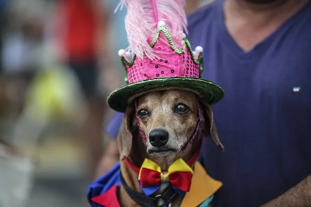 A dog is seen during Blocao troupe performance during the Carnapet Parade, at the Copacabana beach, Rio de Janeiro, Brazil, 04 February 2018. The Carnapet Parade precedes the Rio Carnival. (Photo by António Lacerda/EPA/EFE)
