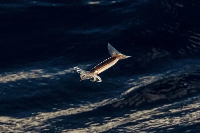 This photograph taken on January 9, 2023 shows a squid flying out of water next to the multi purpose vessel “Marion Dufresne” sailing on the way back from Amsterdam islands to La Reunion, after a rotation of the five administrative districts of the French Southern and Antarctic Territories. (Photo by Patrick Hertzog/AFP Photo)
