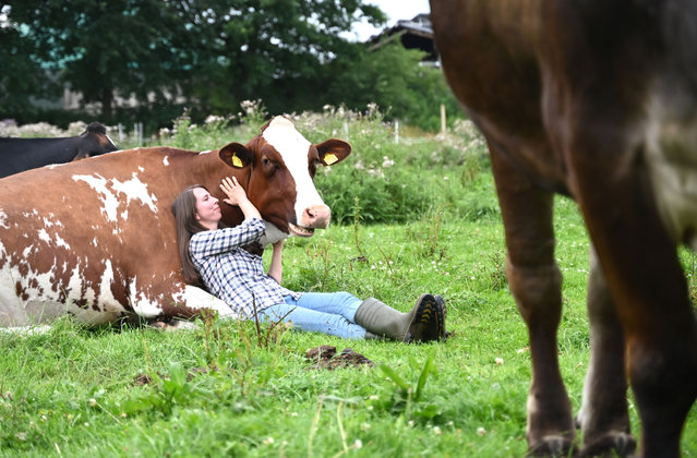 Laura Morschett, initiator of the cow cuddle, leans against a brown cow and strokes it at the Lüttje Drööm farm, in Jevenstedt, Germany, on July 22, 2025. Visitors are invited to cuddle with the cows to relax. (Photo by David Hammersen/dpa)