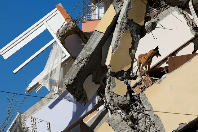 A rescue dog named Hope from International Search and Rescue (ISAR) Germany searches for survivors in the debris of a building, in the aftermath of an earthquake, in Kirikhan, Turkey on February 8, 2023. (Photo by Piroschka van de Wouw/Reuters)