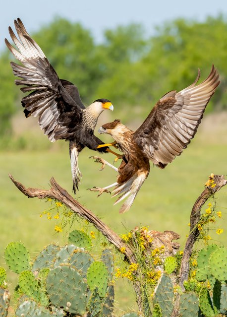 A crested caracaras battles with a juvenile, right, for a roosting spot at Laguna Seca Ranch in the Rio Grande Valley, Texas in the second decade of August 2025. Classed as a falcon, it scavenges like a vulture rather than hunting. (Photo by Wayne Williams/Solent News & Photo Agency)