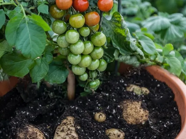 TomTato Plant Grows Both Tomatoes And Potatoes