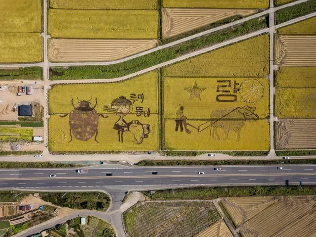 In an aerial photo taken on October 7, 2020 “rice art” is displayed in a rice field in Suncheon. The “rice art” is part of an annual promotional event which required the planting of different types of rice to create images in the crop when viewed from above. The image depicts various animals including local mascots; a crane and a fish, and a ladybird as a symbol of organic farming practice. (Photo by Ed Jones/AFP Photo)