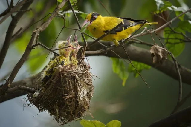 A black-naped oriole feeds an caterpillar to its two chicks in their nest in Kuala Lumpur, Malaysia, Thursday, February 9, 2023. (Photo by Vincent Thian/AP Photo)