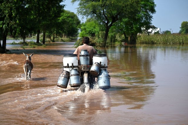 A milkman crosses through floodwater at Chak Ali Sher village in Wazirabad district on August 28, 2025, after government issued a flood alert for riverside areas of Punjab province. Water has gushed into the eastern province, Pakistan's breadbasket and home to about half of its 255 million people, with three transboundary rivers swelling beyond their banks. The latest monsoon downpour has killed at least 13 people, according to the National Disaster Management Authority. (Photo by Aamir Qureshi/AFP Photo)