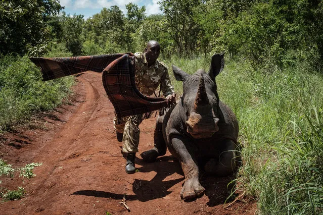 A ranger of Kenya Wildlife Services (KWS) tries to cover the eyes of 2.5-year-old female Southern white rhino, Elia, to calm down after being shot a tranquilizer from a helicopter during Kenya Wildlife Services (KWS) rhino ear notching exercise for identification at Meru National Park, 350 km from Nairobi, Kenya, on April 5, 2018. (Photo by Yasuyoshi Chiba/AFP Photo)