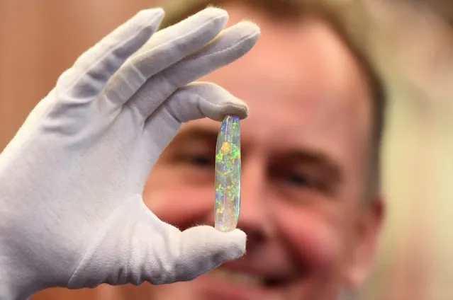 Director of the South Australian Museum Brian Oldman holds The Virgin Rainbow Opal ahead of Camilla, Duchess of Cornwall's viewing of a selection of opals from the South Australian Museum Opal Exhibition at Government House in Adelaide, Australia, 10 November 2015. The royal couple are on a 12-day tour visiting seven regions in New Zealand and three states and one territory in Australia. (Photo by Tracey Nearmy/EPA)
