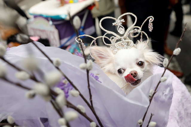 A dog dressed in costume attends the annual Easter Parade and Bonnet Festival along Fifth Avenue in New York City, U.S., April 1, 2018. (Photo by Shannon Stapleton/Reuters)