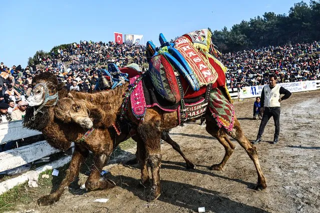 Two camels fight during the Selcuk-Efes Camel Wrestling Festival in the town of Selcuk, near the western coastal city of Izmir, Turkey, 15 January 2023. (Photo by Sedat Suna/EPA/EFE)