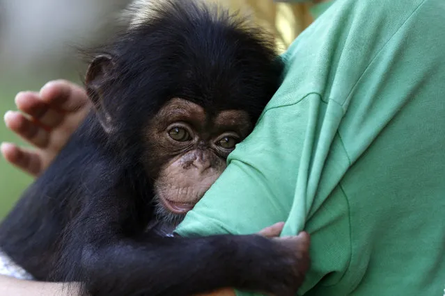 Baby chimpanzee Jason clings to zookeeper Alicia Hoogenboom from the Netherlands at the Attica Zoological Park in Spata, east of Athens, Friday, November 13, 2015. Jason, who is nearly three months old, is being tended and bottle-fed by zoo staff, as his mother fell sick while he was days old and has been unable to feed him. (Photo by Thanassis Stavrakis/AP Photo)