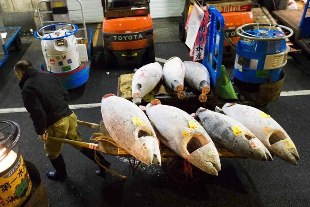 Bluefin Tuna Goes for $37500 at Japanese Auction