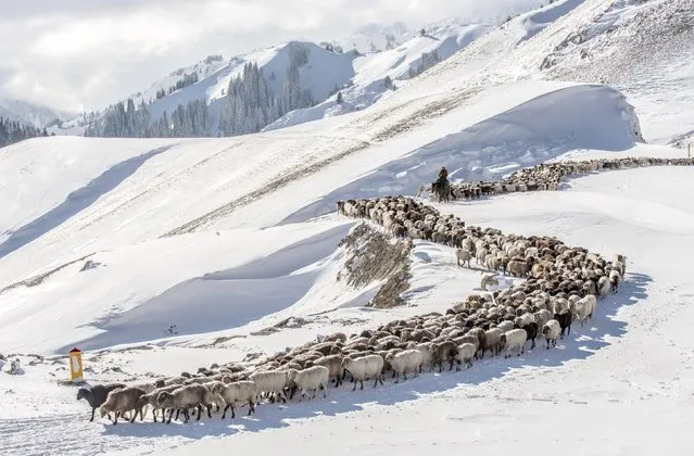 Kazakh herdsmen drive their sheep and goats among snow-covered fields at Guozigou valley in Yili, Xinjiang Uighur Autonomous Region, China, November 21, 2015. (Photo by Reuters/China Daily)