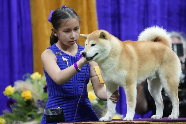 Audra Maes, 10, of Denver, Colo. shows Leo, a shiba inu, during competition in the non-sporting group competition during the 147th Westminster Kennel Club Dog show, Monday, May 8, 2023, at the USTA Billie Jean King National Tennis Center in New York. (Photo by Mary Altaffer/AP Photo)