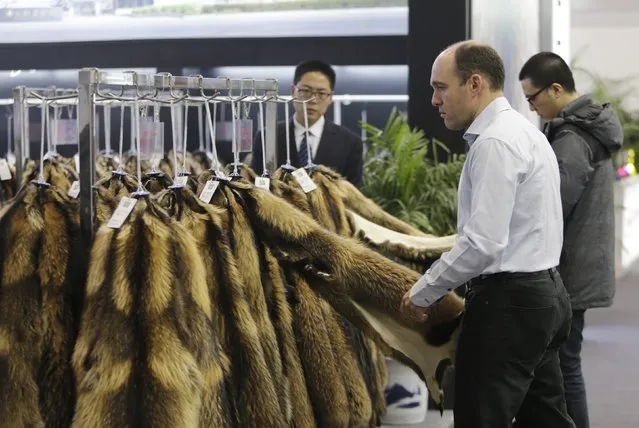 Buyers check the quality of the fur of farmed raccoon on display at the 2015 China Fur and Leather Products Fair in Beijing, January 15, 2015. (Photo by Jason Lee/Reuters)