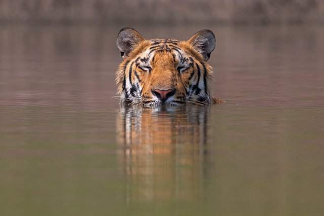 More snoring than roaring: a tiger takes a snooze in Satpura national park, India in November 2025. (Photo by Andy Rouse/South West News Service)