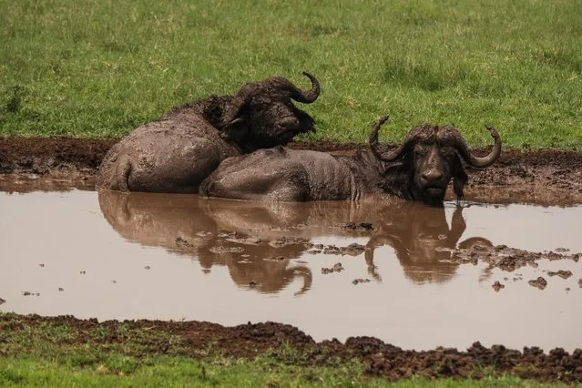 Buffalos bathe in mud in Ngorongoro Crater in Ngorongoro Conservation Area, west of Arusha, northern Tanzania, Monday, January 19, 2015. According to Tanzanian officials, the crater was formed as a result of a volcanic eruption and collapsed three millions years ago and is now one of the most densely crowded African wildlife areas in the world. (Photo by Mosa'ab Elshamy/AP Photo)