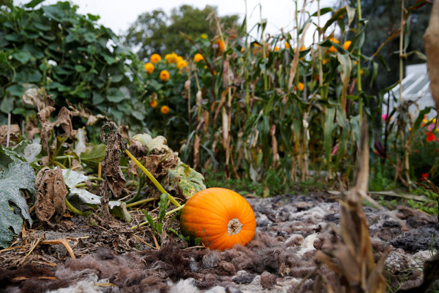 A pumpkin grows at Rosendals Garden in Stockholm, Sweden, September 11, 2016. (Photo by Maxim Shemetov/Reuters)