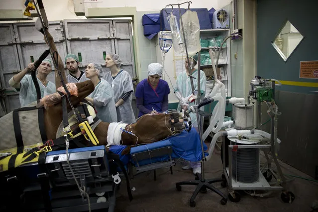 In this Wednesday, December 2, 2015 photo,  veterinarians and students prepare a horse with a broken leg for a surgery at the Hebrew University's Koret School of Veterinary Medicine in Rishon Lezion, Israel. Veterinarians at the hospital operate on about two dozen horses a month, most of them pleasure and show horses. To prepare a horse for surgery, anesthesiologists slip an infusion into the animal's jugular vein, which is harder to dislodge than an IV in the leg. (Photo by Oded Balilty/AP Photo)