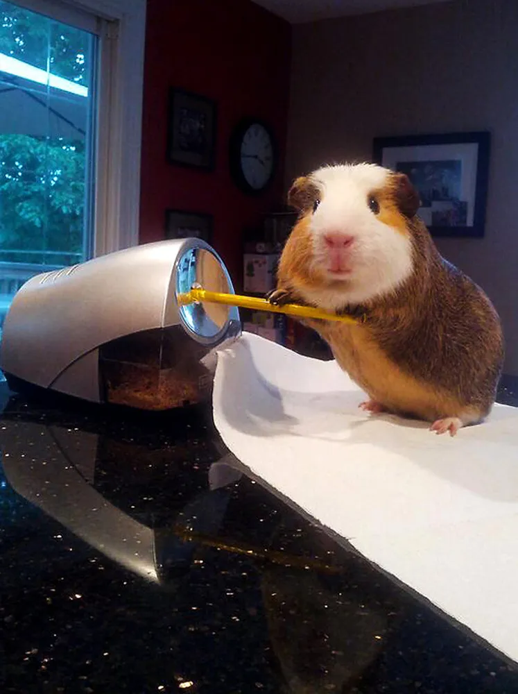 “Life in Guinea Pig Land”