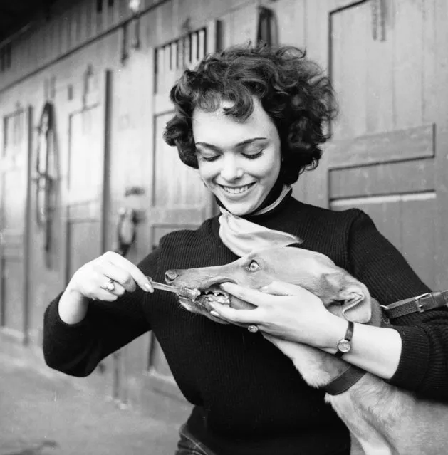 A woman cleans a greyhound's teeth with a toothbrush, 1955. (Photo by Harry Kerr/BIPs/Getty Images)