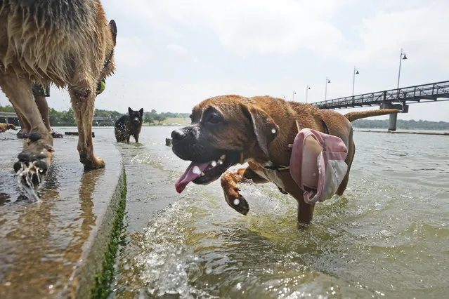 A boxer puppy named Lexi, right, cools off in the water with other dogs at White Rock Lake in Dallas, Tuesday, June 20, 2023. It's Texas, it's summer, it's hot. (Photo by L.M. Otero/AP Photo)