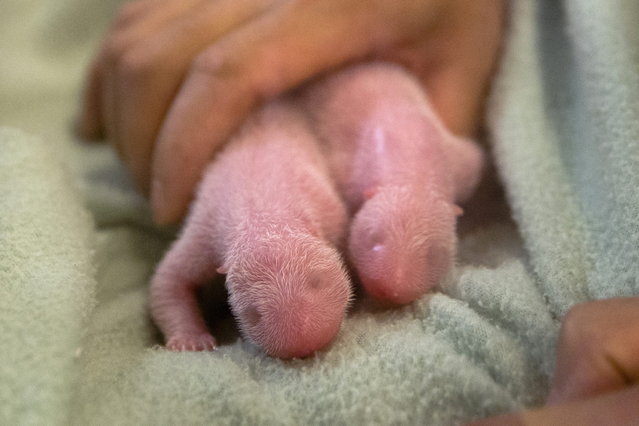This photo released by Zoo Atlanta on Tuesday, July 16, 2013 shows twin panda cubs born Monday to the zoo's resident giant panda Lun Lun, the first twin pandas born in the United States since 1987, zoo spokeswoman Keisha Hines announced. Hines said zookeepers who had been anticipating only one cub based on a recent ultrasound were surprised by the first-ever twin panda births at Zoo Atlanta. (Photo by Adam K. Thompson/AP Photo/Zoo Atlanta)
