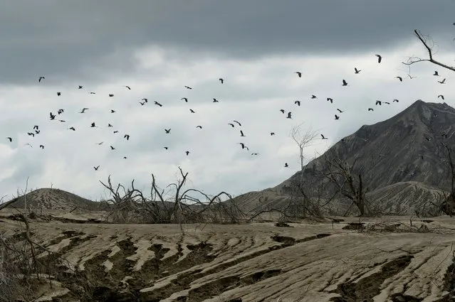 A flock of birds flies at the Taal Volcano island, a year after the volcano erupted, in Batangas province, Philippines, January 12, 2021. (Photo by Lisa Marie David/Reuters)