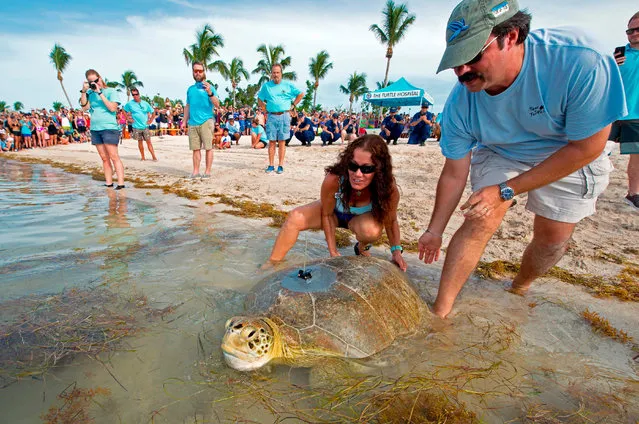 In this image released by the Florida Keys News Bureau, Dan Evans (R) of the Sea Turtle Conservancy, and Bette Zirkelbach (C), manager of the Turtle Hospital, give “Little Money” a push into the Atlantic Ocean on July 20, 2018, in Marathon, Florida. The female green sea turtle was one of two reptiles released Friday off the Florida Keys to become part of the “Tour de Turtles”, that features online tracking of 17 sea turtles that have been or will be released off Florida and in the Caribbean. (Photo by Andy Newman/AFP Photo)