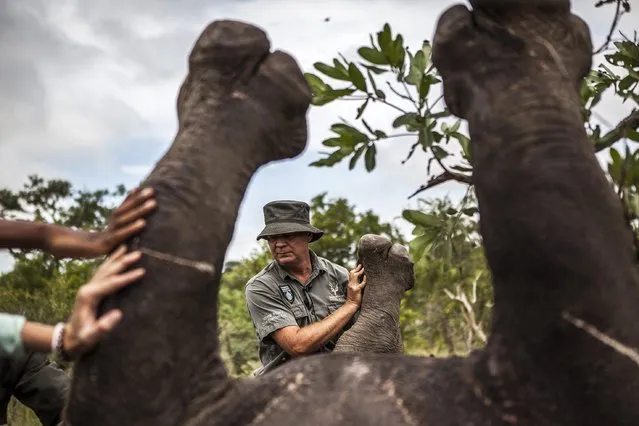 Mr Frikkie Rossouw (R), of the SANParks' Environmental Crime Investigations Unit, prepares the carcass of a rhino killed for its horn for postmortem, Kruger National Park, South Africa, 04 February 2015. During the procedure he expects to find the bullet that killed the animal which will be used in further investigations that may lead to prosecutions. (Photo by Salym Fayad/EPA)