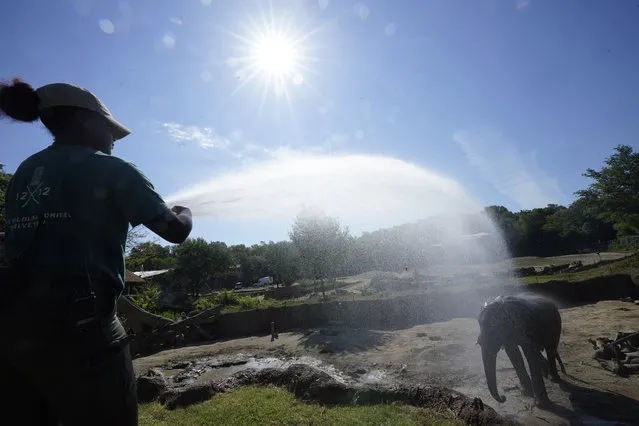 Zoologist Kris Marshall uses a water canon to help an elephant keep cool from the heat at the Dallas Zoo in Dallas, Friday, June 30, 2023. (Phoot by L.M. Otero/AP Photo)