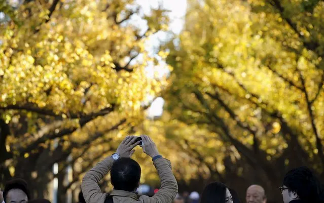 A man takes a photo beneath yellow ginkgo leaves in Tokyo, Japan, December 1, 2015. (Photo by Toru Hanai/Reuters)