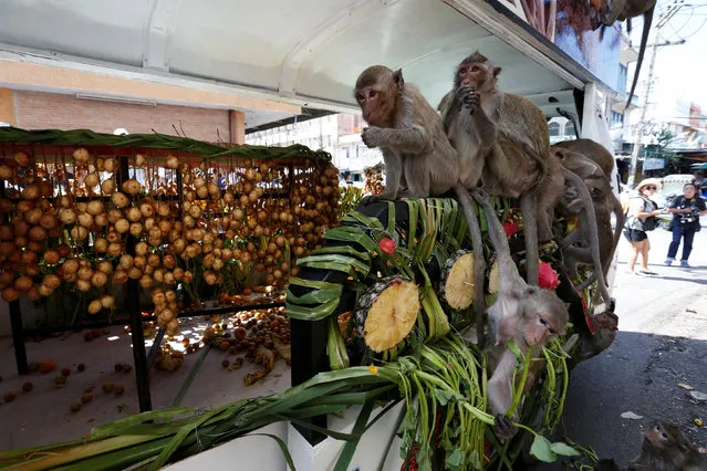 Monkeys eat fruits and vegetables in a van during the Monkey Buffet Festival, near the Phra Prang Sam Yot temple in Lopburi province, north of Bangkok, Thailand November 27, 2016. (Photo by Chaiwat Subprasom/Reuters)