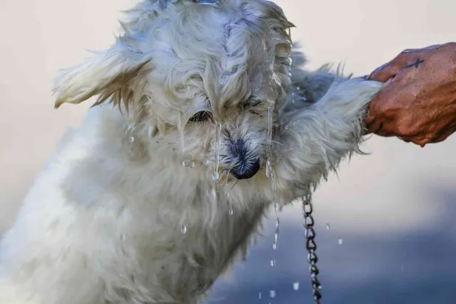 A woman uses water to cool off her dog during a sweltering day in the Mediterranean Sea in Beirut, Lebanon, Thursday, July 20, 2023. (Photo by Hassan Ammar/AP Photo)