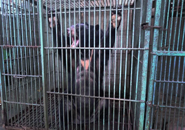 This photo taken on August 14, 2018 shows a caged bear during a rescue operation from a facility where bear bile is extracted in Thai Nguyen province. Bear bile is extracted – often continuously and painfully – from the animals' gallbladders and used in traditional medicine in Vietnam, where the illegal practice remains widespread. But consumers are shunning the farmed version in favour of bile taken from the nearly extinct wild bear population, which can cost 12 times more, and farmers can no longer earn what they used to from the illicit trade. (Photo by Nhac Nguyen/AFP Photo)