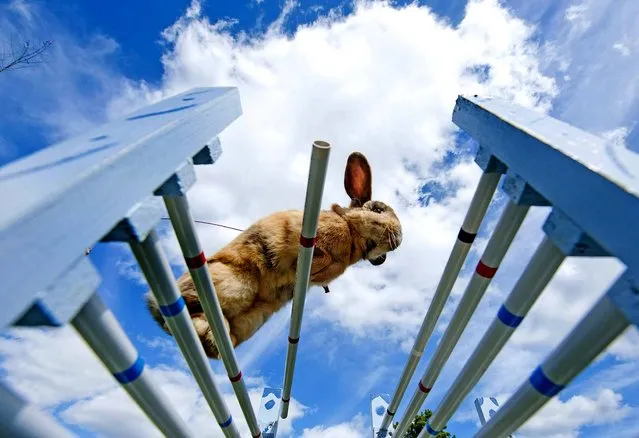 Rabbit “Little” jumps during the Kaninhop (rabbit-jumping) competition in Weissenbrunn vorm Wald, Germany, on September 1, 2013. Competitors take part in three different categories with an obstacle height ranging between 25 and 40 centimeters. (Photo by Jens Meyer/Associated Press)