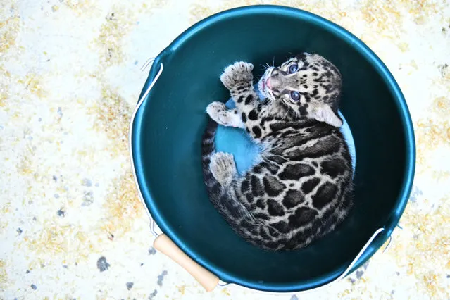 A clouded leopard cub is pictured in a bucket during a medical exam on September 17, 2018 at the Mulhouse zoo, eastern France. (Photo by Sebastien Bozon/AFP Photo)